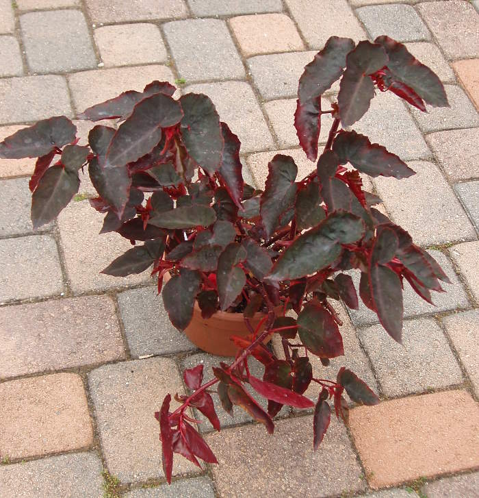 B. ‘Red Compta’